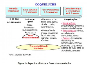 Aspecos clínicos e fases da coqueluche