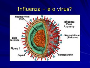 h1n-gripe-suino-35-638