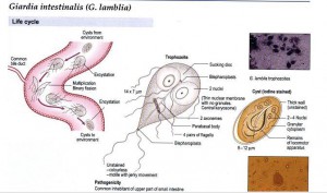 Giardia-intestinalis-G.lamblia