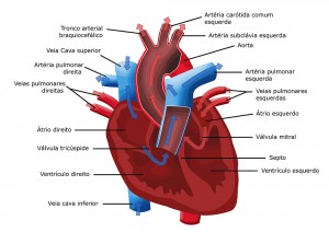 539597b590bc6-sistema-cardiovascular