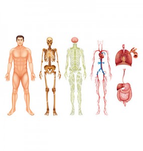 Various human body systems and organs