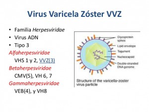 infeccin-congnita-por-virus-varicela-zoster-2-638