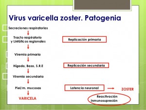 varicela-zoster-3-638