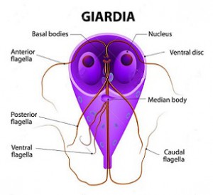 Paraziták és fertőzések kezelése Giardia resistente tratamento